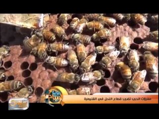 مفرزات الحرب تضرب قطاع النحل في القنيطرة