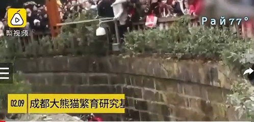 شاهد.. إنقاذ طفلة من بيت الباندا بحديقة تشنغدو الصينية