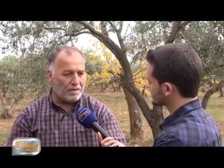 بدء موسم قطاف الزيتون في ادلب الخضراء