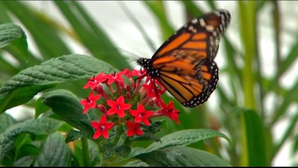 World faces catastrophic risks over insects' road to extinction