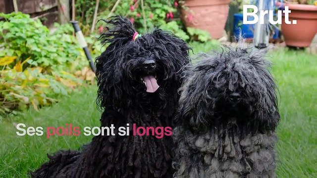 Le puli, un des chiens les plus poilus au monde