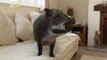 Pumba the Pig Might Convince You That Cats and Dogs Aren't the Only Great Pets