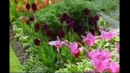 RENGARENK MUHTEŞEM BİTKİLER