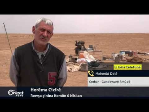 Li Herêma Cizîrê Cotkar dest bi çinîna xwe kirin