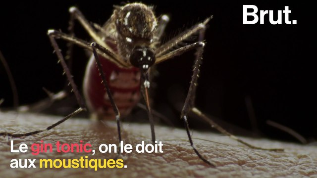 Le gin tonic, un cocktail que l'on doit aux moustiques