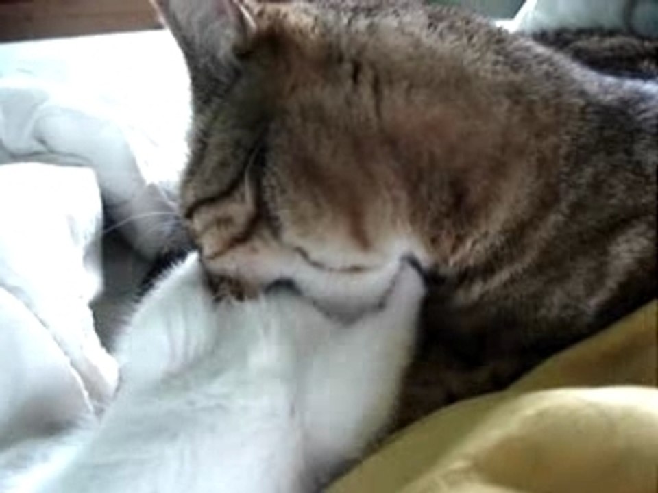 Tigre&makie16-06-07