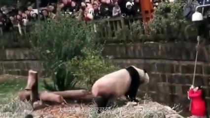 Girl Falls Into Panda Enclosure, Pandas Couldn't Care Less