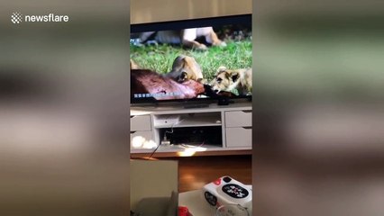 'Scaredy-cat' is completely terrified by lion documentary on TV