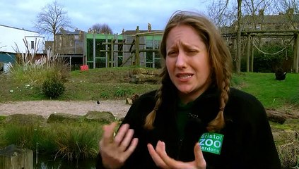 A 3RD BIRTHDAY FOR BRISTOL ZOO GARDEN'S MIRACLE GORILLA!