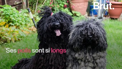 Le puli est l'un des chiens les plus poilus au monde