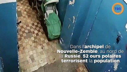 52 ours polaires envahissent une ville : les habitants vivent en état de siège !