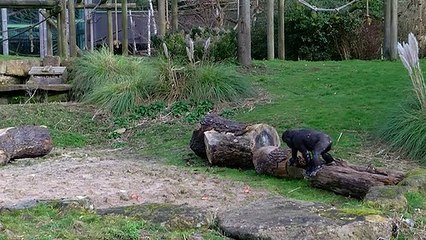 A 3RD BIRTHDAY FOR BRISTOL ZOO GARDEN'S MIRACLE GORILLA!