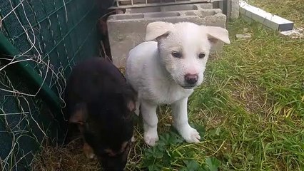 Castel del Monte (Andria): cuccioli cercano urgentemente casa