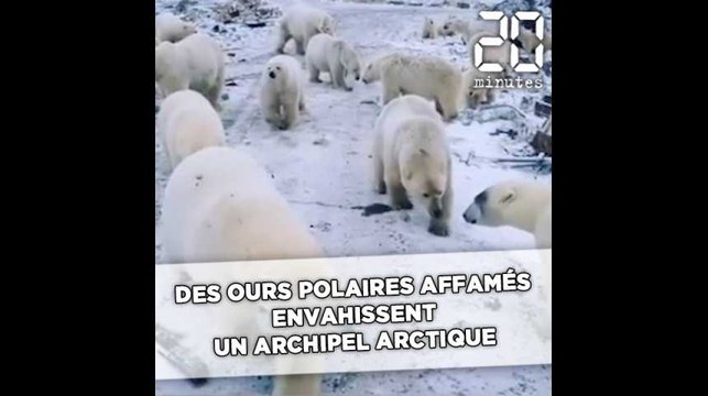 Russie: Des ours polaires affamés envahissent un archipel arctique