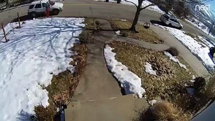 Cachorro corajoso ensina lição a ladrão que tentava roubar sua casa