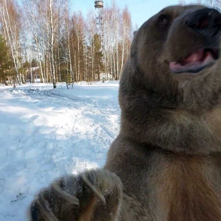 Bear Has Some Huge Paws