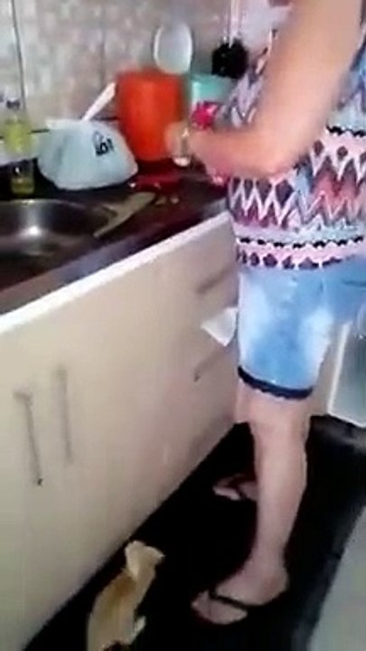 Ce petit chat sait exactement où aller quand il est temps de manger