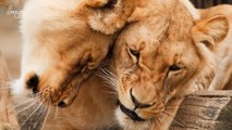 Do Animals Feel Love? Here's What Those Signs of Affection Really Mean