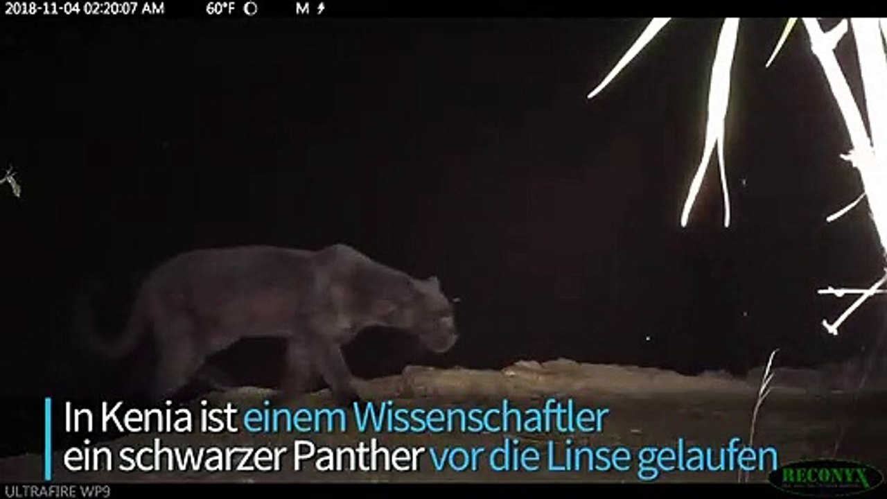 Erste Bilder von schwarzem Panther in Kenia seit 110 Jahren