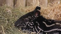 Rare Malayan tapir born at Edinburgh Zoo named Megat after public vote