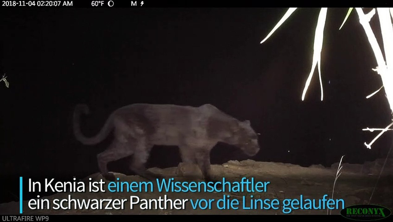 Erste Bilder von schwarzem Panther in Kenia seit 110 Jahren