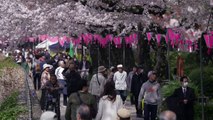 Predecir la floración de cerezos, importante misión en Japón