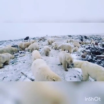 Invasion Ours Blancs en Arctique
