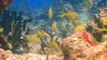 Marco Antonio Malave: Las profundidades del océano estan llenas de criaturas extrañas