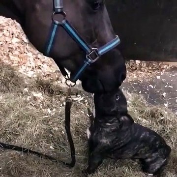 Gros bisou entre un cheval... et un bouledogue francais !