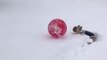 Piégé dans la neige ce chien n'arrive pas à jouer à la balle !