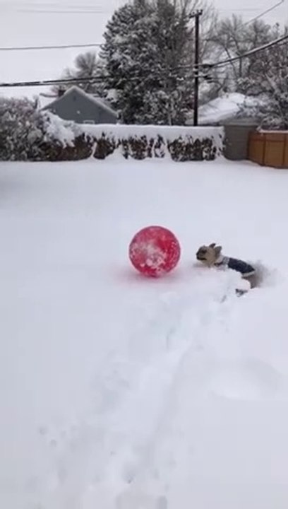 Piégé dans la neige ce chien n'arrive pas à jouer à la balle !