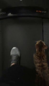 Ce chat veut courir avec son maitre sur le tapis de course !