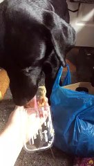 Cheat meal : ce chien adore le beurre de cacahuetes !
