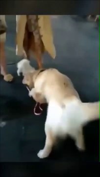 Un golden retriever vient voler un autre petit chien