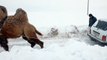 Quand un chameau tire une voiture embourbée dans la neige... Peu commun