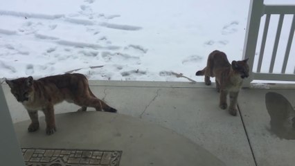 3 jeunes lions de montagne sur le porche d'une maison