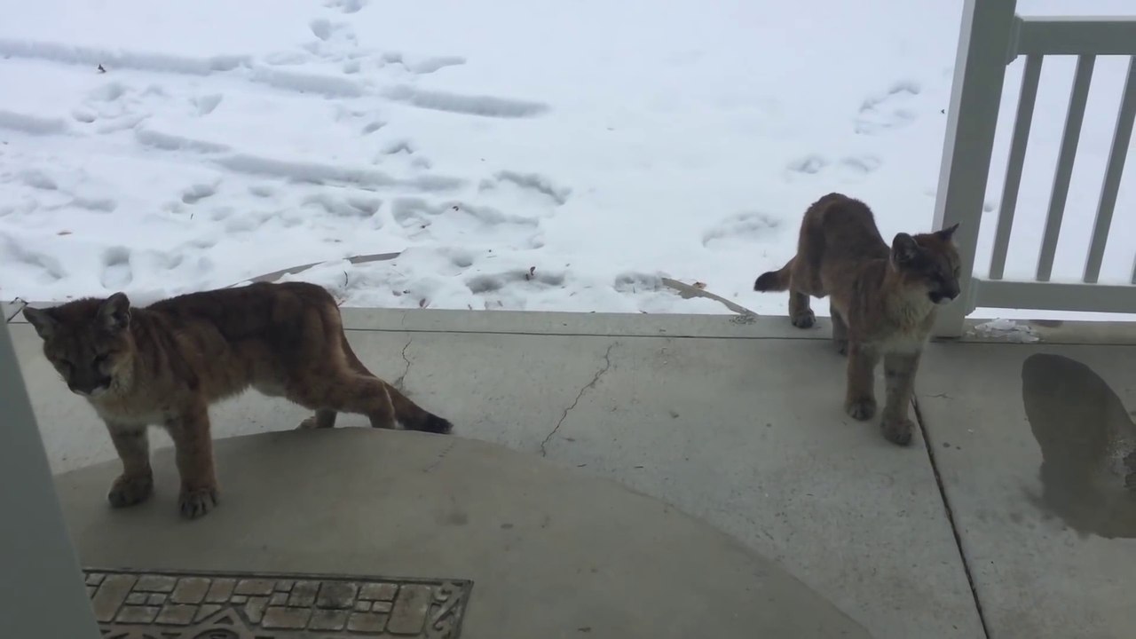 3 jeunes lions de montagne sur le porche d'une...