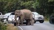 Un éléphant  bloque la route et ne laisse passer aucune voiture