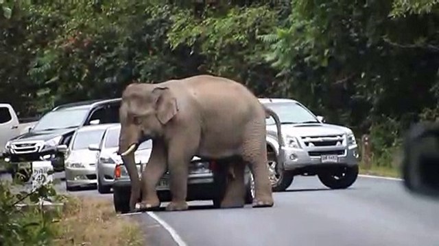 Un éléphant bloque la route et ne laisse passer aucune voiture