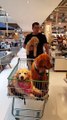 Pups Help Make Purchasing Decisions