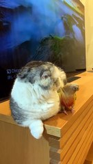 Parrot Annoys Resting Cat