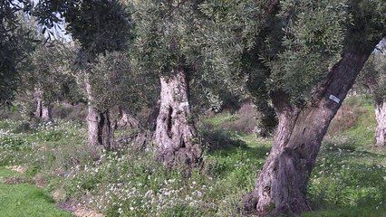 Adopt an olive tree -- and breathe new life into Spanish village