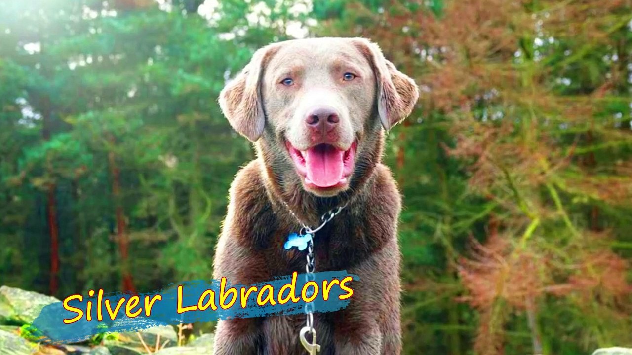 DIFFERENT TYPES LABRADORS DOG
