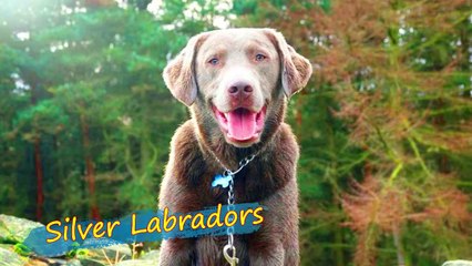 DIFFERENT TYPES LABRADORS DOG