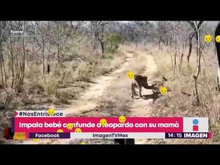 Télécharger la video: Bebé antílope confunde a un leopardo con su madre y ¡es devorado!  | Noticas con Yuriria Sierra