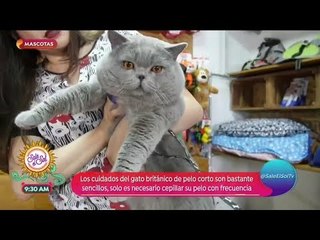 Todo lo que debes saber de los ¡gatos británicos! | Sale el Sol