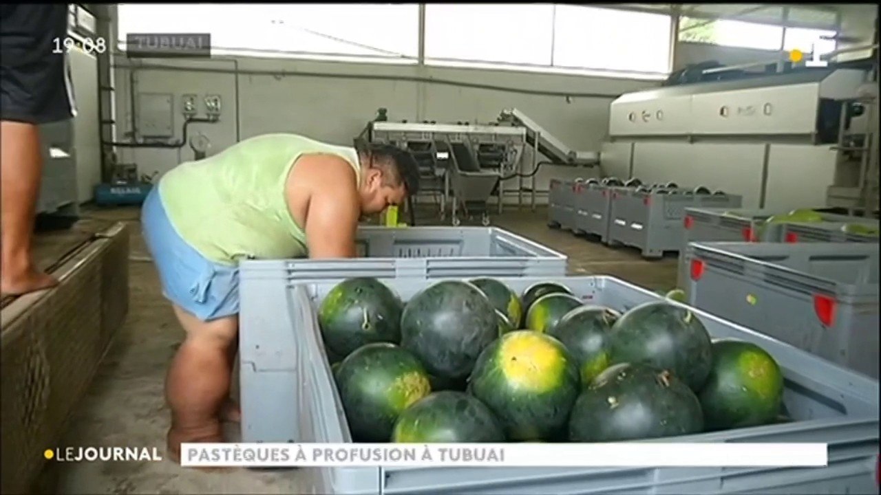 La saison des pastèques bat son plein à Tubuai