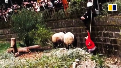 Girl rescued from panda pit