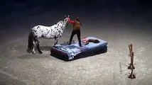 Very laughing video horse and hunter man in circus show...