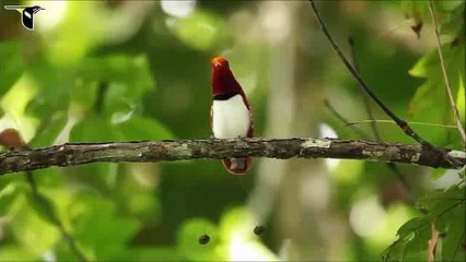 the most beautiful Quran Recitation Heart Touching  Really emotional